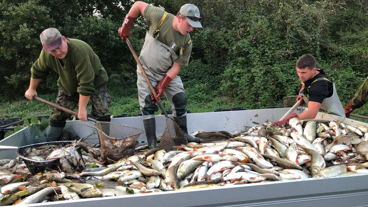 Rybáři vylovili z Bečvy 40 tun uhynulých ryb, odklízení skončilo